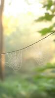 Dew-covered spider webs hang gracefully from a thin line, sparkling in the soft morning light. The surrounding forest creates a tranquil, enchanting atmosphere photo