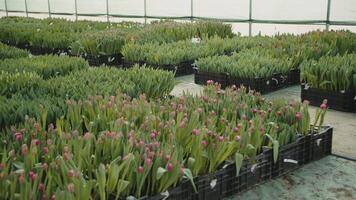 Greenhouse filled with tulip crates video