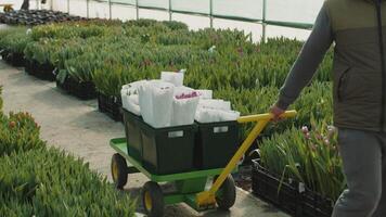 Worker pulling cart with tulip bundles video