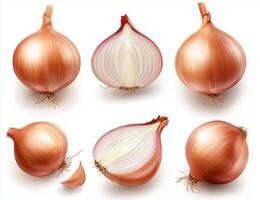 A set of onions isolated on a white background, showing whole onions, halves, and segments. photo