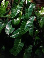 Lush, glossy green leaves of a tropical plant, possibly a philodendron, cascade in a vibrant display of nature's beauty photo