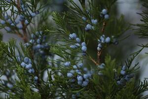 evergreen branches in the garden photo