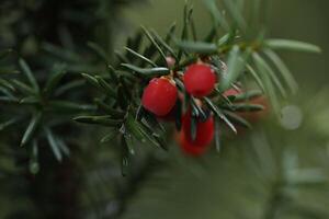 Red berries on the green branch photo