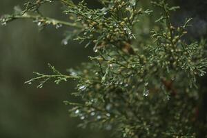 Drops of water on the branches in the garden photo