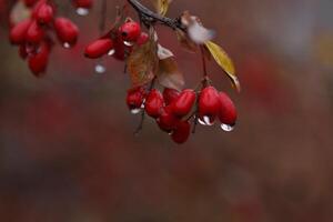 Berberis thunbergii. Berries on the branch with water photo