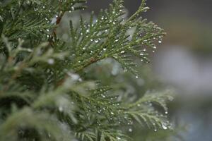 Drops of water on the evergreen branches in garden photo
