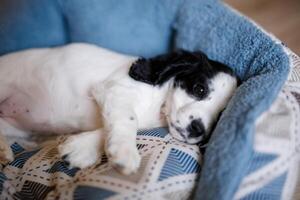 A one-month-old fluffy white spaniel puppy with black ears is resting on a soft blue mat photo