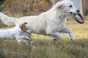 Cute small jack russel terrier puppy walking with golden retriever in the garden photo