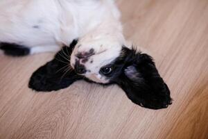 A white spaniel with dark ears and markings is frolicking on the hardwood floor photo