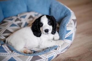 A one-month-old fluffy white spaniel puppy with black ears is resting on a soft blue mat photo