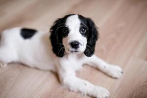 A white spaniel with black ears and spots is playing on a wooden floor photo