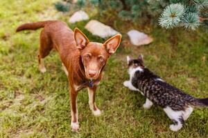 Australian Kelpie puppy lying outside on green lawn, playing with cats and having fun photo