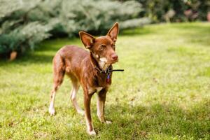 Australian Kelpie puppy outside in the yard on the green lawn photo