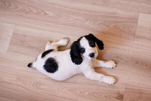 A white spaniel with black ears is happily playing on a polished wooden surface photo