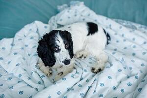 A white spaniel with black ears and spots is peacefully lying on a bed covered with blue fabric photo
