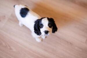 A white spaniel with black ears and spots is playing on a wooden floor photo
