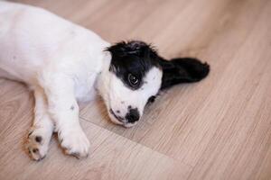 A white spaniel with dark ears and markings is frolicking on the hardwood floor photo