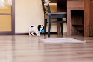 A white spaniel with black ears and spots is joyfully playing on a polished wooden floor with a blue rubber ball photo