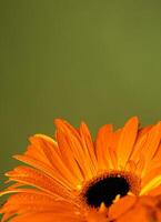 Close-up of an orange gerbera with water droplets on its petals on a soft green background. Copy space photo