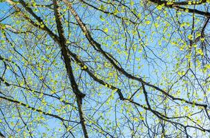 Spring Tree Branches with Fresh Green Leaves Against Blue Sky. View from the bottom of the treetops. photo