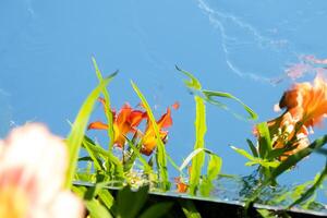 Orange Flowers and Sky Reflection in a Mirror. Distressed texture, blurred foreground photo