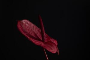 Macro Tropical flower red anthurium on a black background. Blur and selective focus. Copy space photo