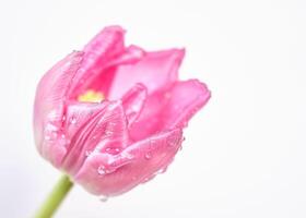 Macro View of a soft Pink tulip with Water Droplets. full bloom photo