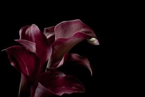 Vibrant red Calla Lily Bouquet on a black background. Blur and selective focus. Moody flora photo