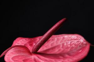 Macro red anthurium on a black background. Low key photo. Blur and selective focus photo