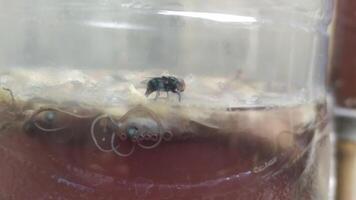 a fly in a jar with a lid on it photo