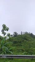a view of a hillside with a fence and trees. photo