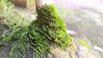 a mossy tree trunk with a small tree growing out of it photo