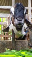 a goat is looking at the camera while standing in a pen photo