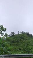 a view of a hillside with a fence and trees photo