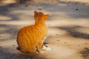 Ginger Cat in Serene Repose on a Sun drenched Pathway photo