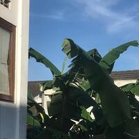 banana tree in front of a house with a window photo