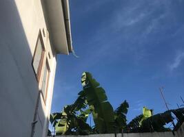 Banana tree is in front of a building photo