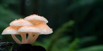 Delicate mushrooms growing on a damp log in a serene forest setting during early morning hours photo