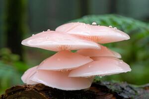 Unique clusters of delicate pink mushrooms thrive on a log in a lush forest after a rain shower in early morning light photo