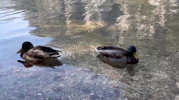 Two ducks swimming in a lake. One duck is on the left and the other is on the right video