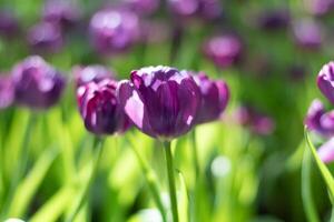 Closeup image of blooming violet tulip flower in local park. photo