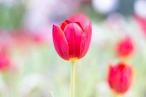 Red tulip flowers blooming in local park. photo