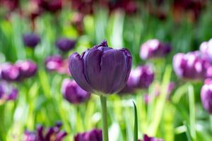 Violet tulip flower blooming in local park. photo