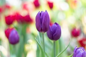 Violet tulip flowers in local park. photo