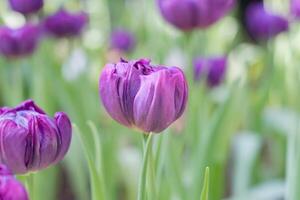 Blooming Violet tulip flower in local park. photo