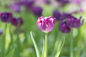Beautiful Violet tulip flower in local park. photo