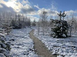 Winter snowy forest with frost-covered trees and silence 3 photo