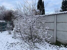 Snow-covered trees and plants in a frosty winter scene 37 photo