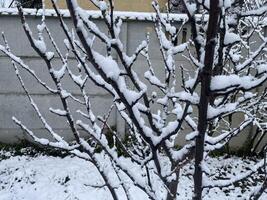 Snow-covered trees and plants in a frosty winter scene 44 photo