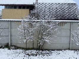 Snow-covered trees and plants in a frosty winter scene 55 photo